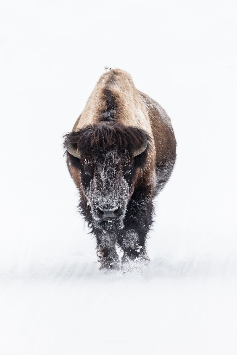animal wildlife, domestic, vertebrate, hair, walking, frank, mammal, pets, buffalo, animals in the wild, snow, domestic animals, bull, usa, yellowstone national park