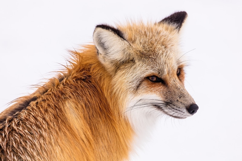 wildlife, animal hair, nps, animal, white background, looking, animal body part, orange, portrait, outdoors, close-up, one animal, snow, sitting, hunter