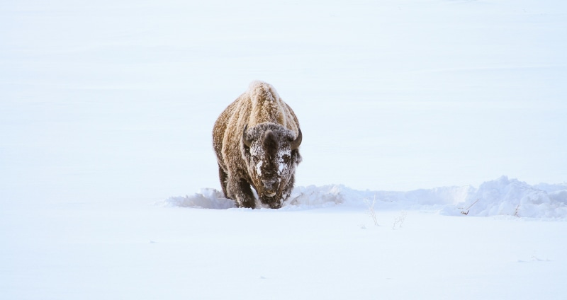 survival, mammal, wilderness, landscape, vertebrate, one animal, snow, animal wildlife, beauty in nature, environment, yellowstone national park, usa, wildlife
