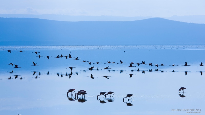 nakuru, valley, rift, np, kenya, 2K, lake, Birds