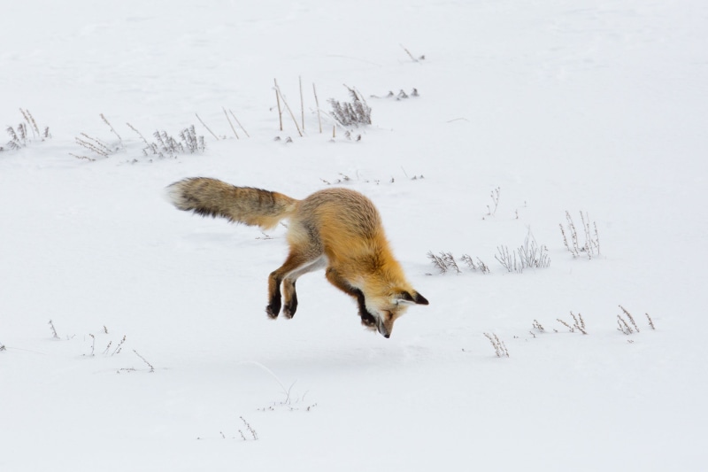 animal, vertebrate, hunter, animal themes, carnivore, outdoors, field, wild, animals in the wild, side view, usa, snow, winter, wilderness, nps, day, fox