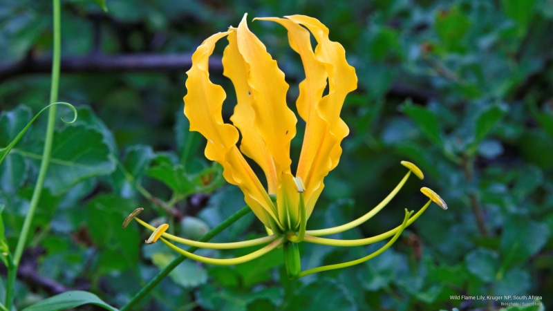 np, 2K, wild, flame, south, lily, Flowers/Gardens, africa, kruger
