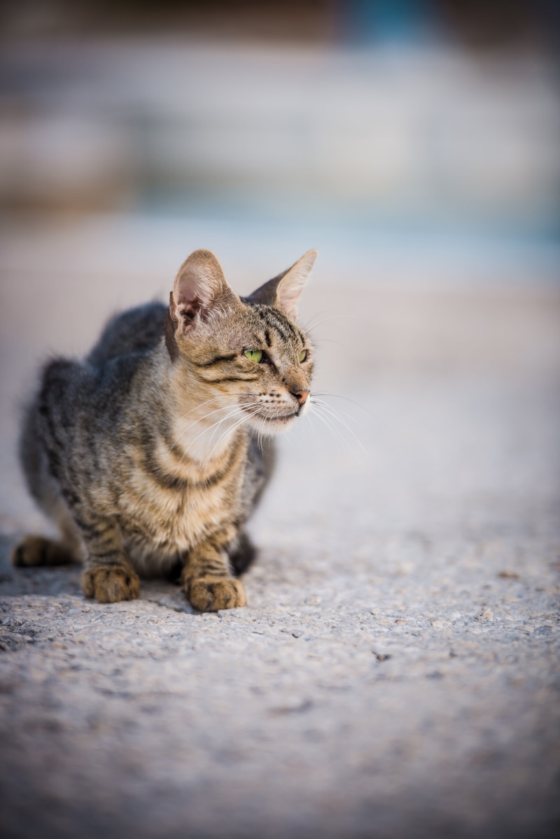 focus, photography, whisker, concrete, splendor, 5K, greece, animal, domestic, vertebrate, mammal, travel, feline, street, amazing, beauty, pet, day, no people