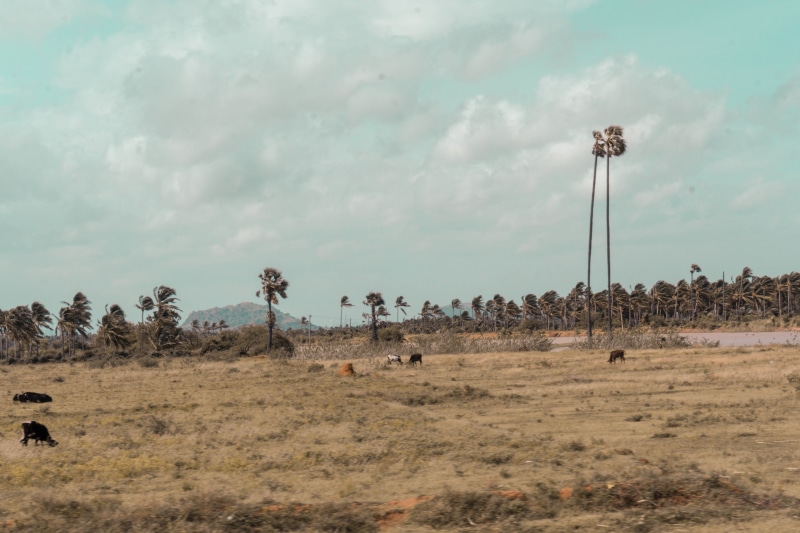 trees, shujaudeen.com, cloud - sky, day, mammal, farm, tamil nadu, greenery, animal themes, livestock, india, palm tree, animal, cow, lightroom, large group of animals