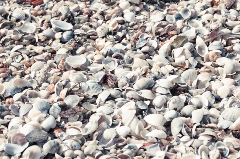 flock of birds, animal, travel, aruba ports authority, pebble, abundance, vertebrate, caracolas, caracoles, animal wildlife, high angle view, no people