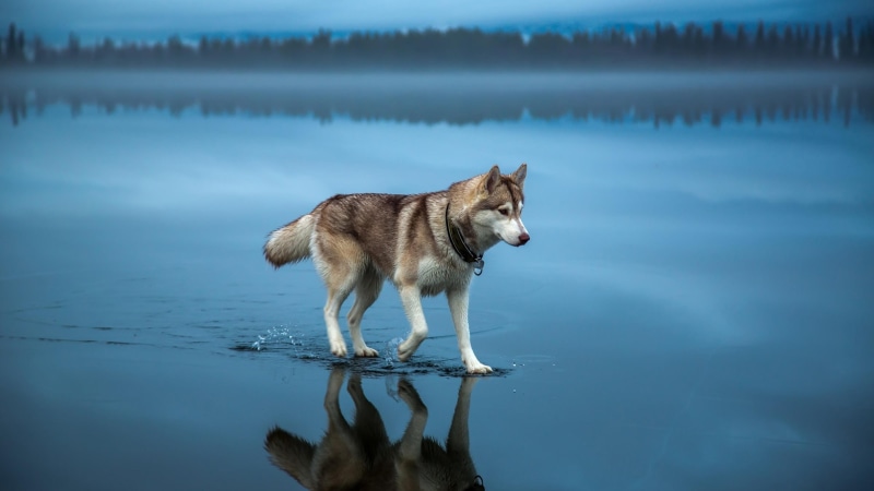 4K, reflected, landscape, husky, waterscape, misty, dog
