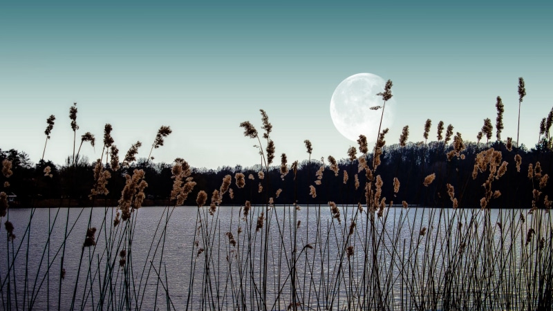 reeds, landscape, calm, mood, grass, phragmites, moon, wonderful, waterscape, stunning, reed, scenic, 4K, silence, lake, amazing, sky, beautiful