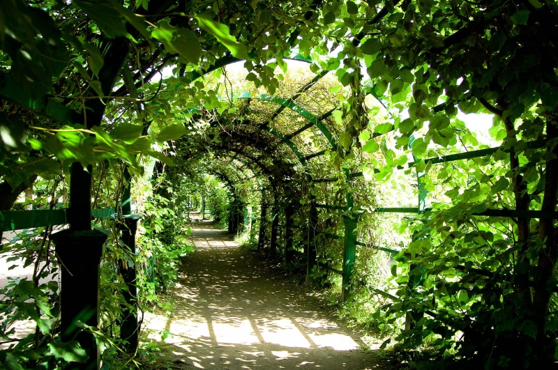 leaves, lead, gardening, 2K, peaceful, surrounded, green color, the end of the summer, growth, garden, architecture, mystery, results, beauty in nature