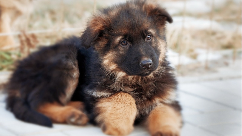 puppies, dog, Wy, puppy, 2K, baby, dogs