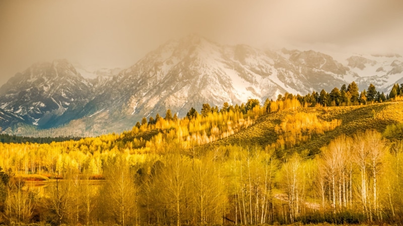 snow, outdoors, land, birch, 1080P, plant, trees, Wyoming, beauty in nature, grass, sky, forest, mountains, nature, mountain, pine tree, pine woodland