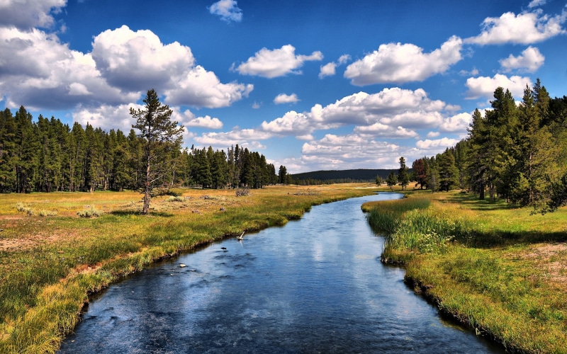 trees, water, wyoming, sky, river, 2K, hdr, yellowstone national park, grizzly, rivers