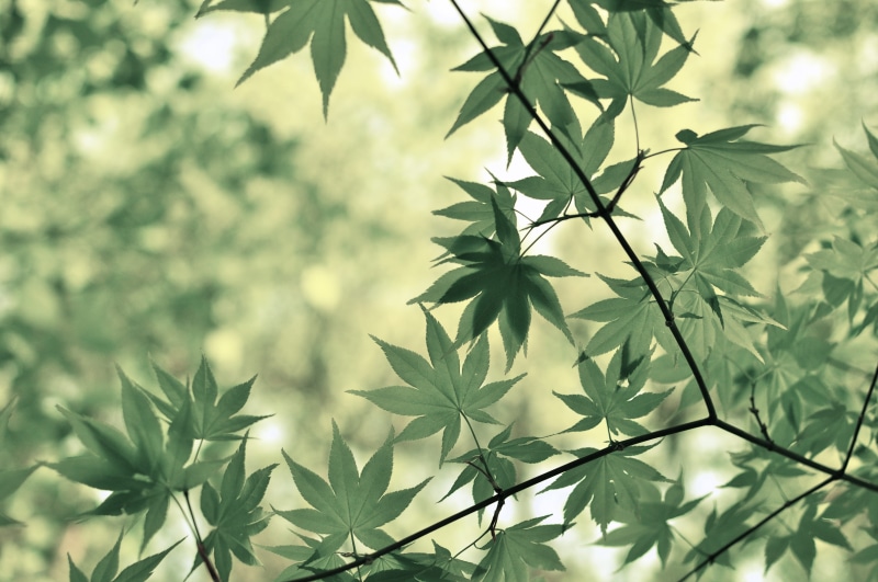 green, green color, leaf, backgrounds, nature, photography, vibrant, selective, plant, fall, plant part, japanese maple tree, cannabis, tree, day, true laurel