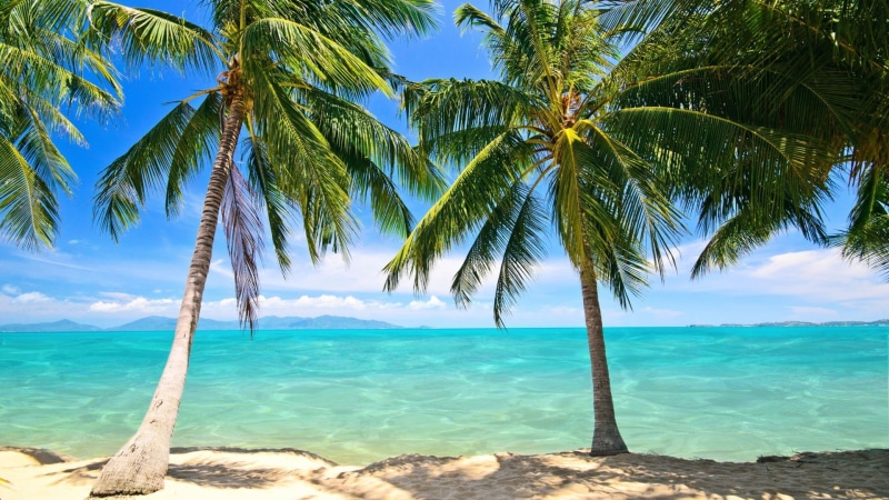 summer, idyllic, turquoise, ocean, scenics - nature, sea, coastline, growth, resort, palm, trunk, sky, wave, caribbean, tranquil scene, vacation, no people