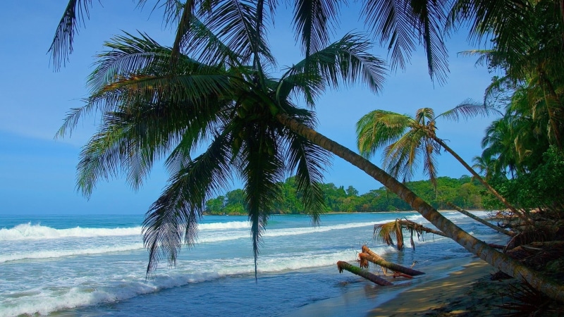 1080P, bay, coconut, coast, land, coconut palm tree, day, scenics - nature, ocean, wave, palm, tourism, tranquility, coastline, outdoor, tropical climate