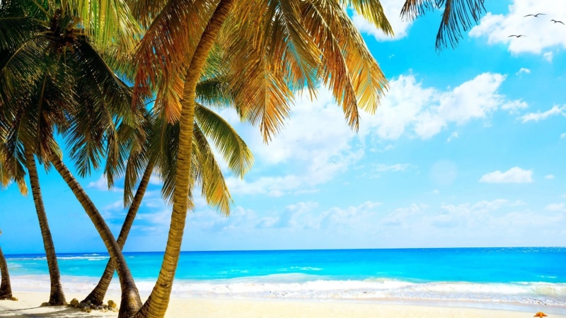 coconut, ocean, tree, nature, relax, horizon, clouds, sunny, caribbean, coast, cloud, idyllic, seascape, scenic, sun, paradise, true laurel, island, sand
