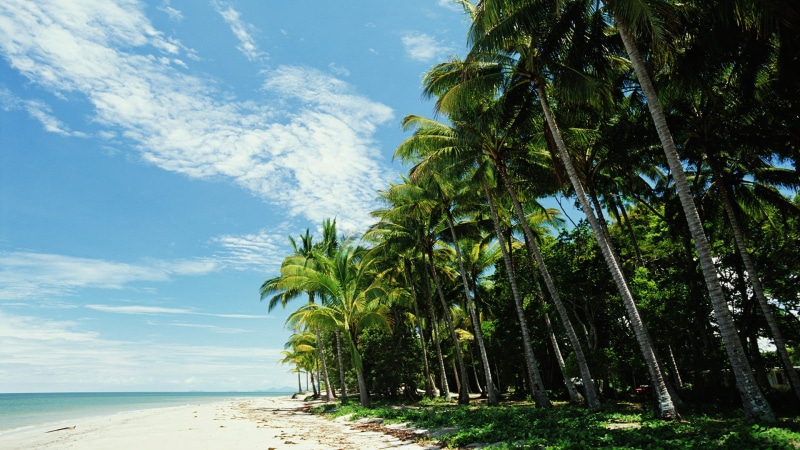 tourism, tree, scenics - nature, relaxation, coast, tranquil, landscape, green color, palm tree, tropical tree, tropical climate, growth, horizon over water