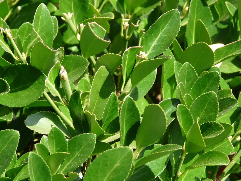 close-up, leaf, laurus, bayberry, green color, noble laurel, no people, plant part, beauty in nature, backgrounds, periwinkle, nature, 2K, plant, high angle view