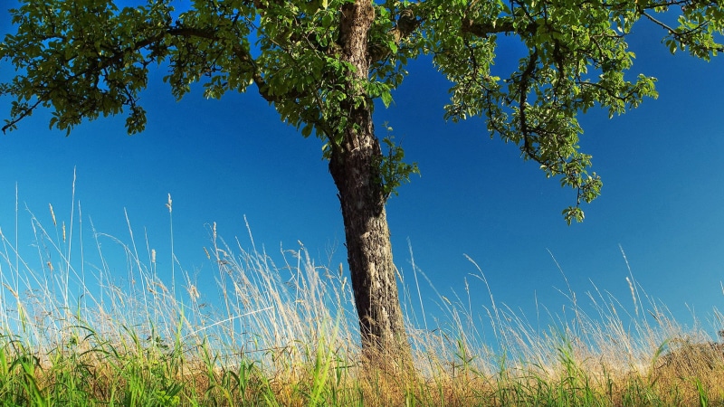 blue, horizon, branch, beauty in nature, sky, environment, leaf, pine, water, scenery, nature, no people, wood, summer, spring, scene, countryside, field
