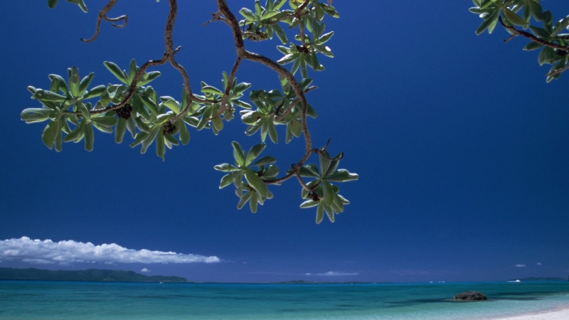blue, coconut palm tree, turquoise, water, idyllic, no people, true laurel, sun, 1080P, outdoors, relax, resort, tropical tree, scene, shore, landscape