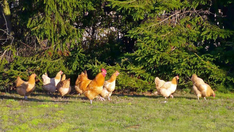 chickens, rooster, farm, 1080P, country, rural, visiting, widescreen, animals, washington
