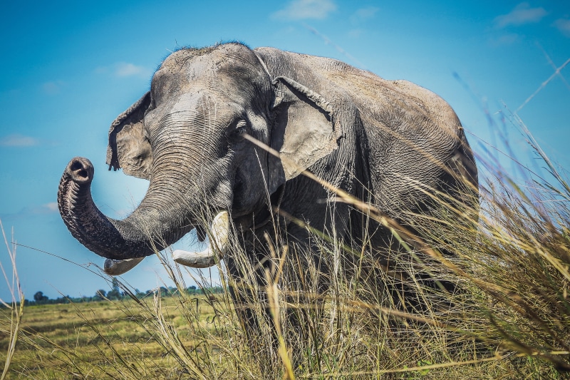 asia, animal themes, walking, animal, wild elephant, side view, no people, animal body part, animals in the wild, one animal, field, day, mammal, african elephant