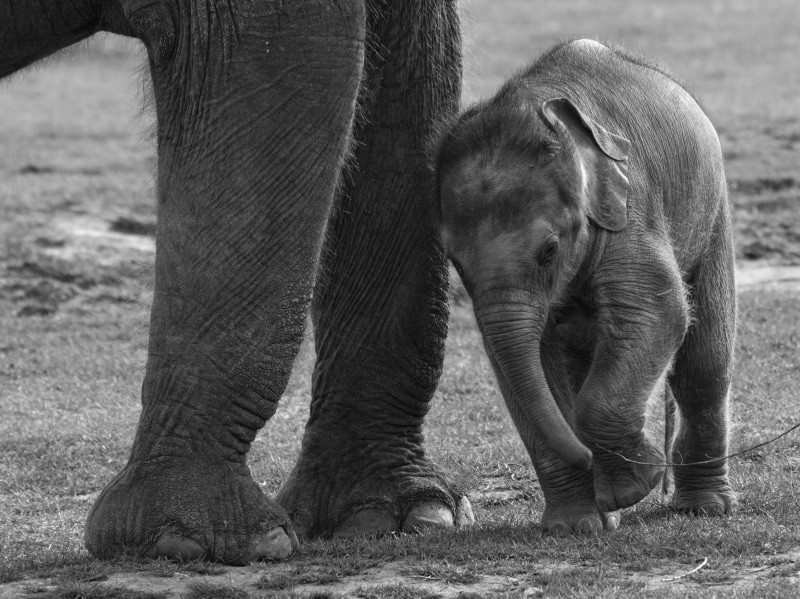 digital-camera, Whipsnade Zoo, captivity, animal, nature, black-and-white, grayscale, mammal, SLR, photo, elephant  family, Elephant, safari Animals, wildlife