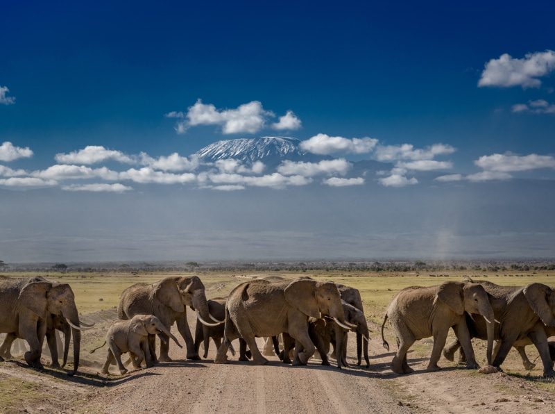 animals in the wild, herbivorous, outdoors, crossingtheroad, Tour, Travel, View, riftvalley, amboseli, Trip, Protect, wildlife, Africa, Animal, habitat
