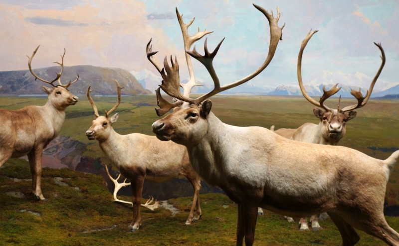 standing, losangeles, los, December, stockphoto, dezember, angeles, resolution, foto, field, High, land, medium group of animals, Creative, museum, herd