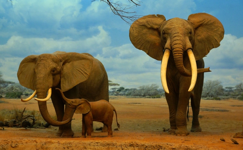 mammal, Creative, no people, history, land, dezember, hires, resolution, elephants, December, animal family, High, California, animal body part, climate