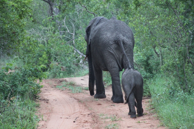 2K, young Animal, animal family, vertebrate, growth, Animals, animal wildlife, forest, herbivorous, tree, road, national Park, plant, african Elephant