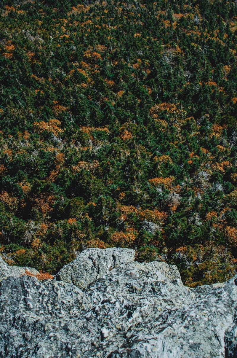 foret, no people, green color, outdoors, 4K, hiking, growth, lichen, mountain, foliage, high angle view, solid, land, forest, climbing, flowing water