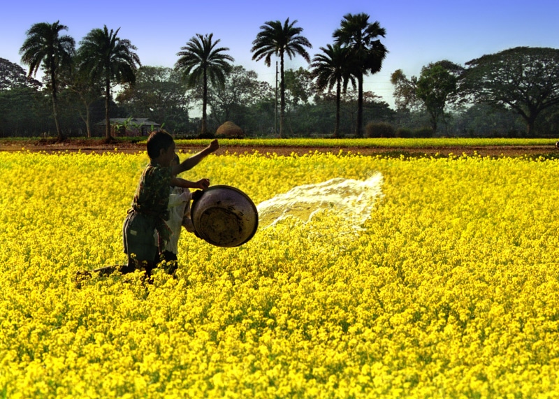agriculture, beauty in nature, sunlight, farm, plant, growth, human arm, nature, scenics - nature, 5K, outdoors, day, yellow, tree, land, one person, landscape