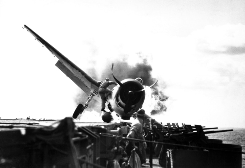 animal themes, industry, military aircraft, day, 2K, vertebrate, bird, World War II, photo, Grumman F6F Hellcat, sky, airplane, one animal, transportation