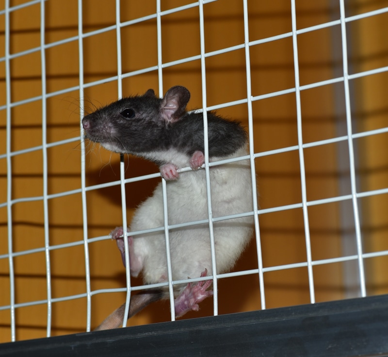animal portrait, steel, pest, laboratory, mouse, black, fur, pet, head, mammal, small, white, domestic, cage, trapped, sad, rodent, ears, pets, grid, animals in captivity