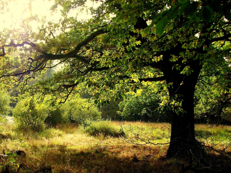 branch, field, no people, green color, forest, scenics - nature, non-urban scene, environment, growth, oak leaves, aesthetic, oak, land, 1080P, plant