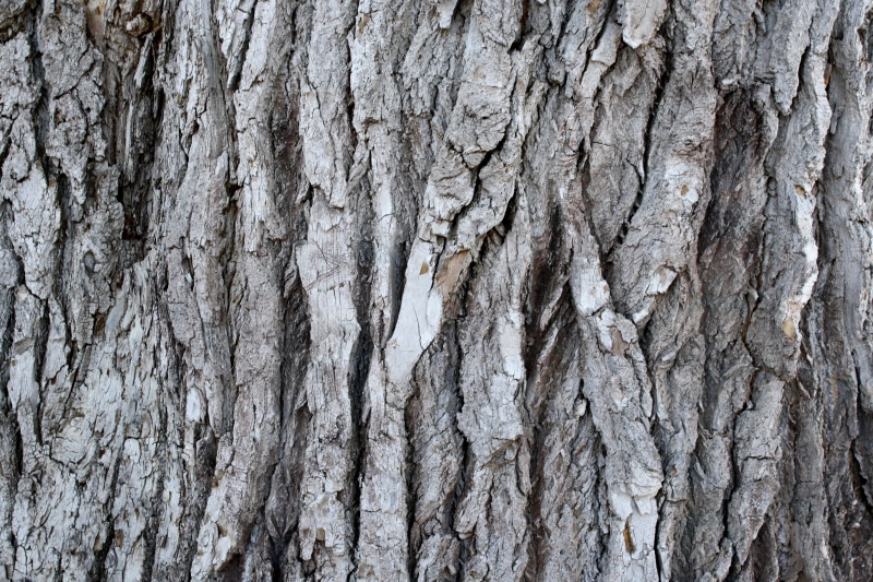 photoshop, close-up, textured effect, full frame, pattern, decoration, tapestry, plant, grooved pine bark, close up, wild wood, textured, no people, wood - material