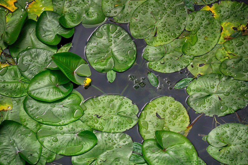 Croatia, Rainy day, water lilies, river, To the Koran, 1080P