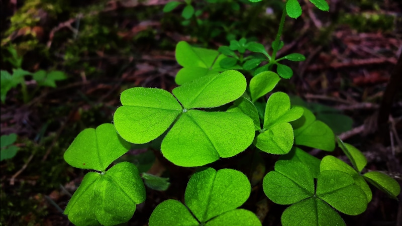 colorful, plant part, focus on foreground, high angle view, luck, four leaf clover, symbol of good luck, Klee, day, wishes, growth, land, selective focus