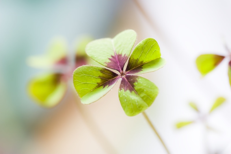four leaf clover, lucky messenger, petaled, nature, small, shamrocks, purple, leaf, leaves, close-up, selective focus, auspicious symbols, herbal medicine