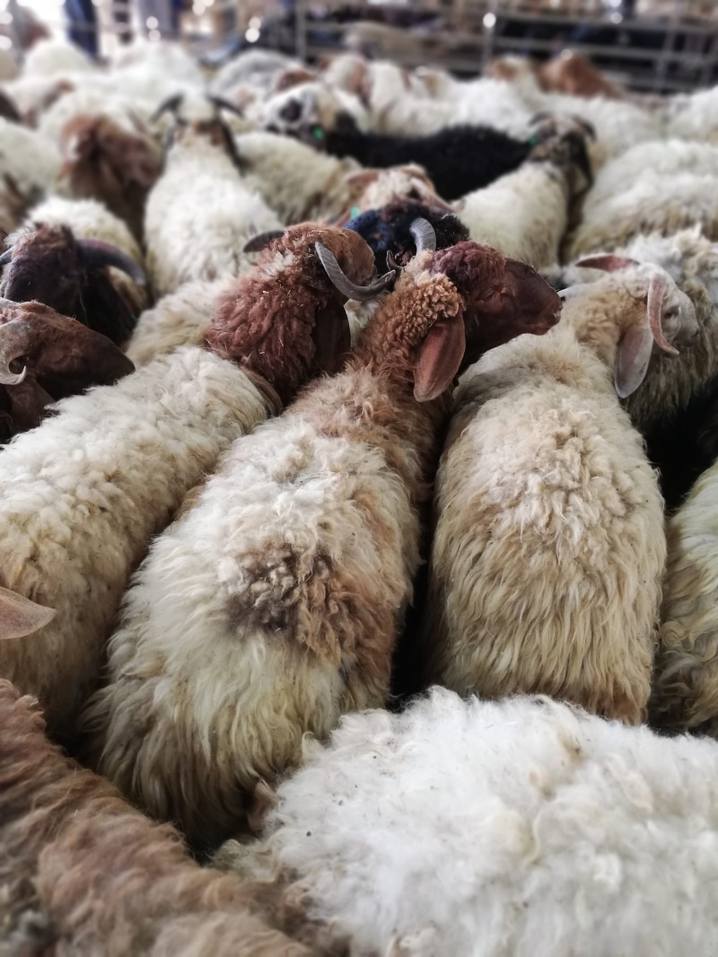 grazing, group of animals, lamb, wool, cute animal, animal family, eid, livestock, pets, young bird, close-up, animals, eid mubarak, sheep, chicken - bird