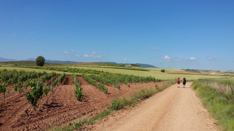 land, pilgrimage, the way forward, jakobsweg, plant, field, make a pilgrimage, landscape, rural scene, transportation, diminishing perspective, nature