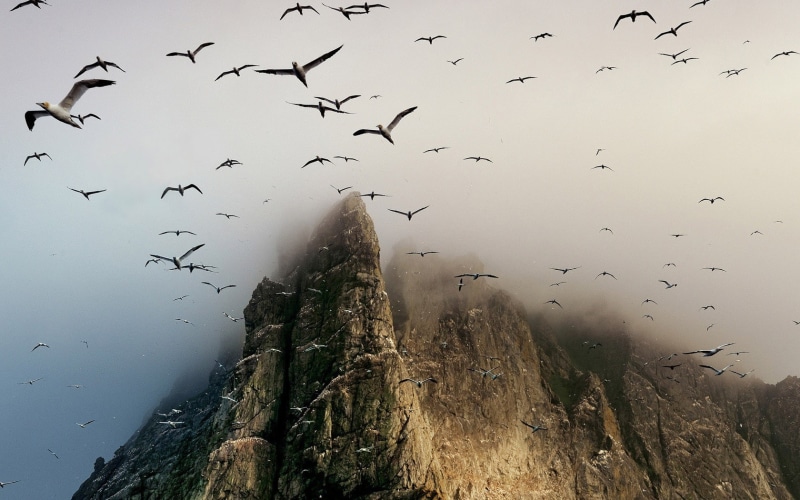 beauty in nature, animals in the wild, flying, mist, sea, mountains, no people, animal, nature, water, vertebrate, 720P, animal wildlife, cliff, school of fish
