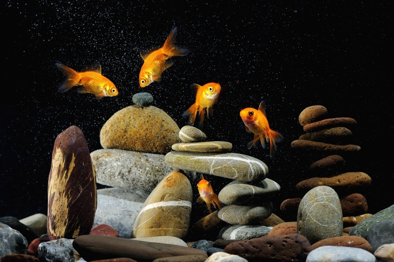 pets, black background, fish Tank, backgrounds, vertebrate, five, underwater, fish, yellow, sea Life, animal, red, goldfish, swimming, tropical Climate