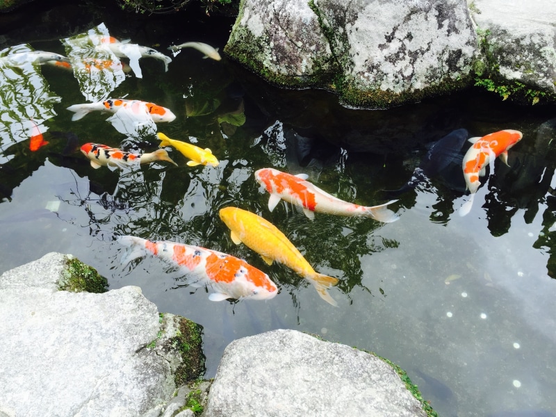 high angle view, school of fish, fish, marine, group of animals, animal wildlife, japan, day, outdoors, water, pond, fukuoka, animal, goldfish, nature
