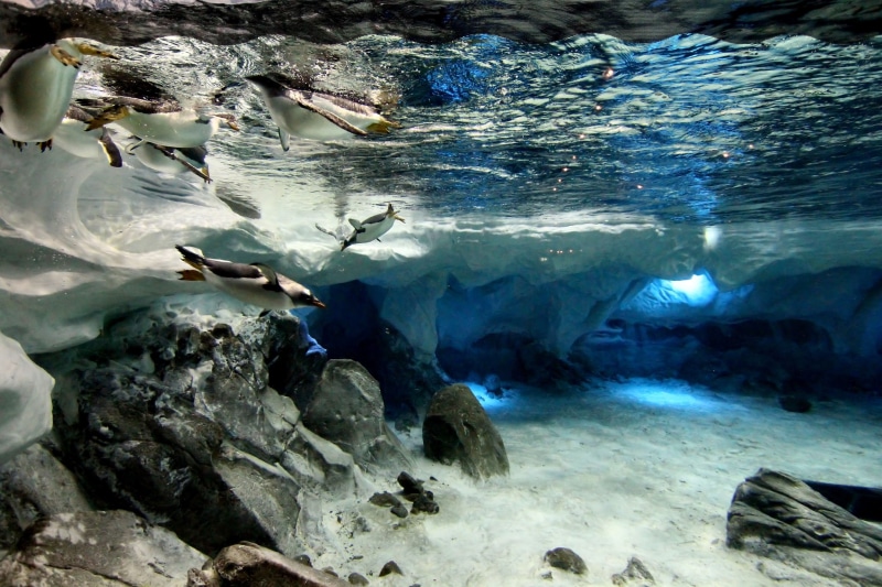 solid, water, animal themes, swimming, marine, animal, undersea, rock - object, penguin  pack 1080p hd, animal wildlife, fish, rock, sea, school of fish