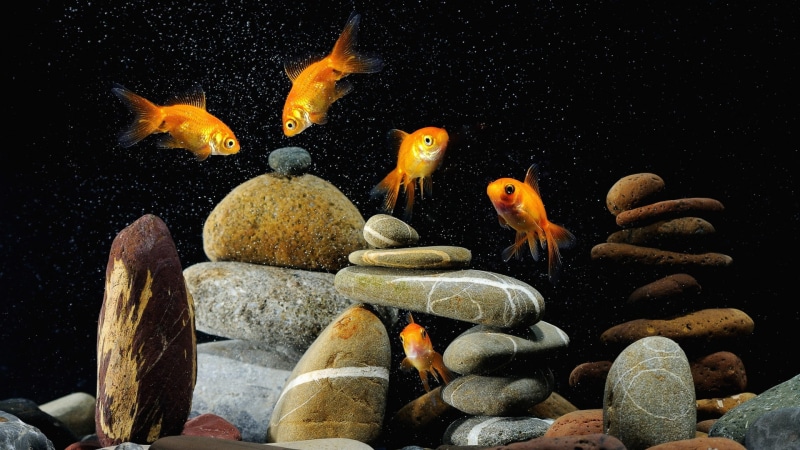 school of fish, animals in the wild, large group of animals, rock - object, rock, sea life, fish, undersea, goldfish, animal themes, Stones, no people