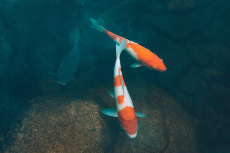 animal themes, animal wildlife, group of animals, sea, fish, pollution, no people, rock - object, orange, undersea, rock, marine, swimming, pond, animal