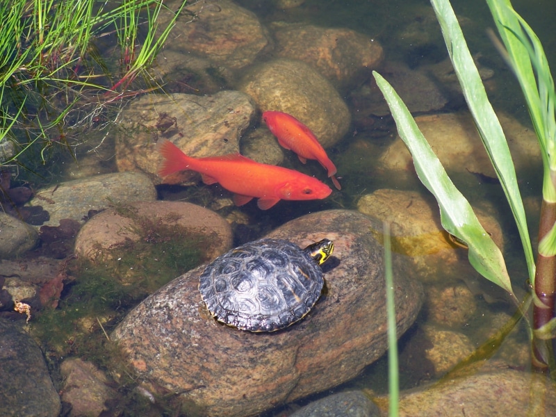 animal themes, group of animals, solid, animal, rock, amphibian, animal wildlife, rock - object, 2K, pond, marine, Biotope, sea life, Waters, Turtle, Goldfish
