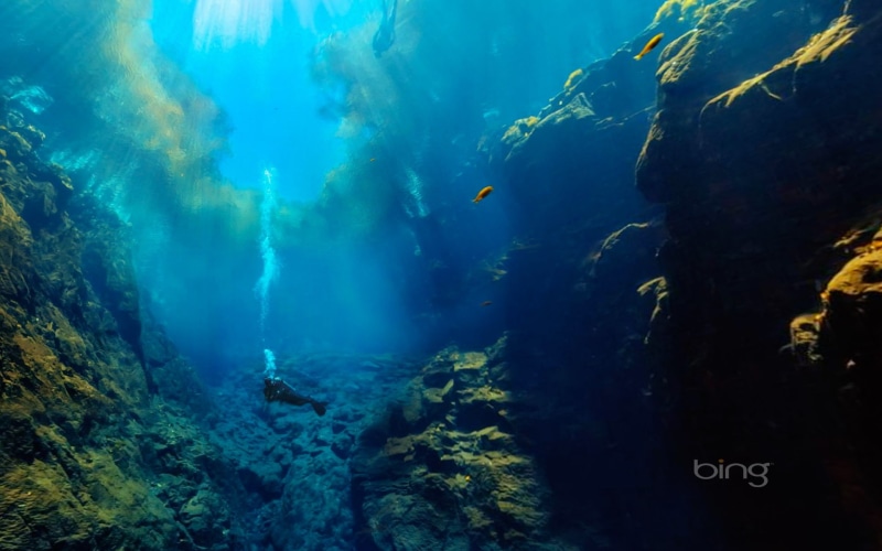sea life, adventure, water, underwater, outdoors, swimming, nature, deep, coral, animal wildlife, animals in the wild, undersea, 1080P, widescreen, animal themes