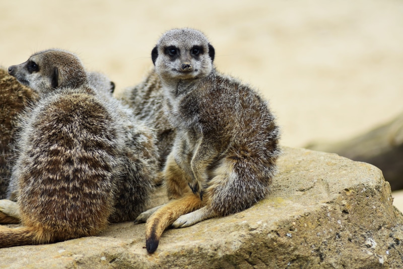 furry, day, beautiful, zoo, meerkat, vertebrate, little, habitat, botswana, desert, relaxation, solid, animals in the wild, fur, group of animals, portrait